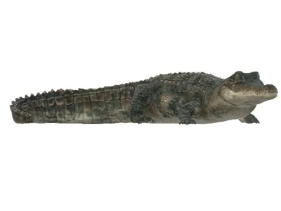 aligator