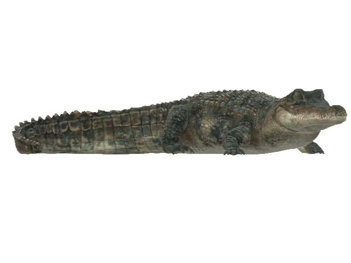 aligator