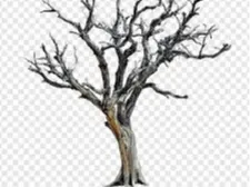 Tree Skeleton