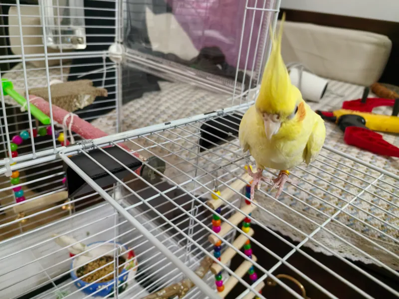 鸟笼门支架