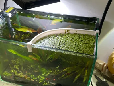 Aquarium Duckweed Barrier