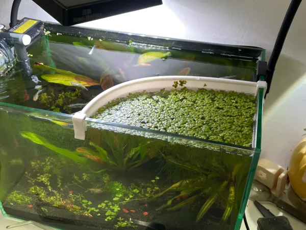 https://makerworld.bblmw.com/makerworld/model/DSM00000001510610/design/2025-06-11_444bb3f53f8d7.jpg