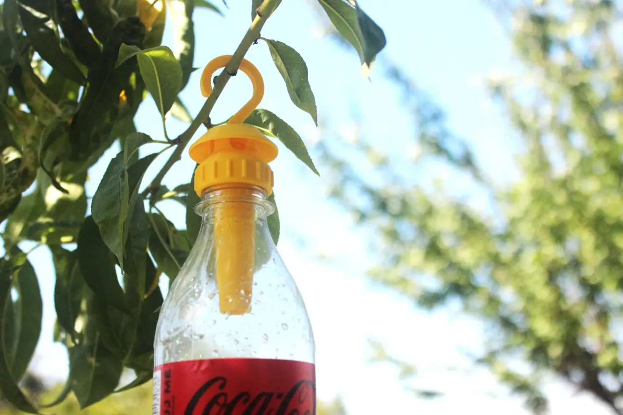 Bottle Wasp Trap view 2