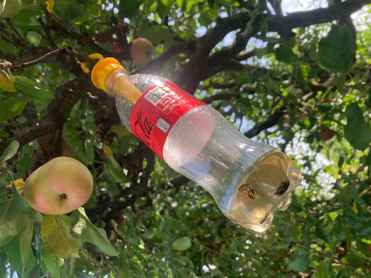 Bottle Wasp Trap view 4