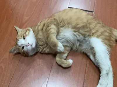 Cat Lithophane