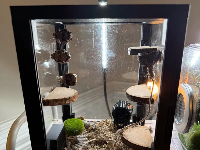 Jumping Spider Enclosure