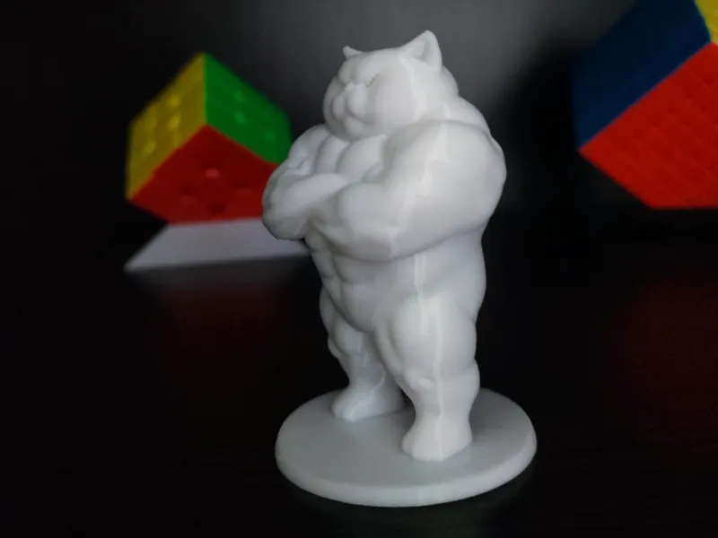Muscular cat