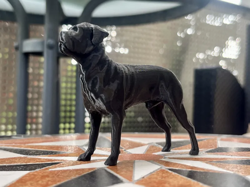 Cane Corso Mastiff Molosser Mastino Dane Dog