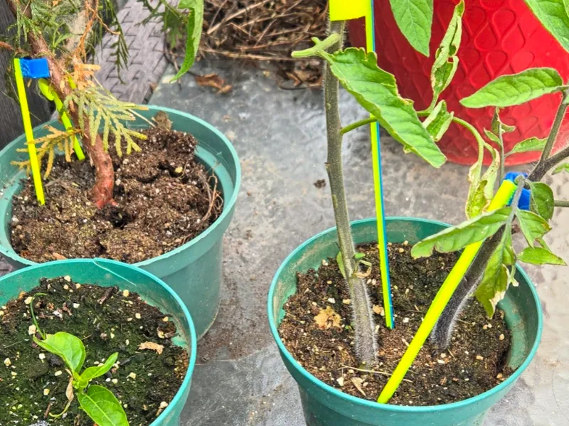 Plant Stakes