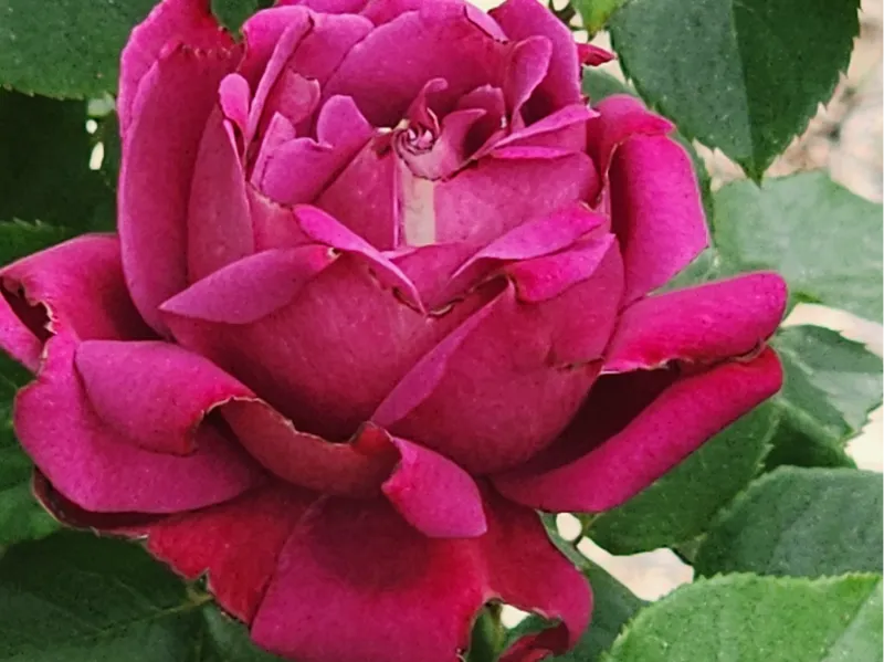rose