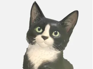 Black and White Tuxedo Cat