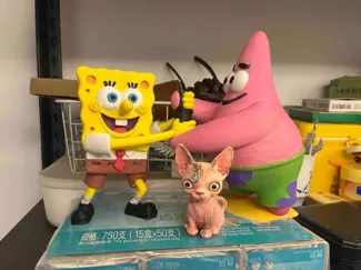 无毛猫