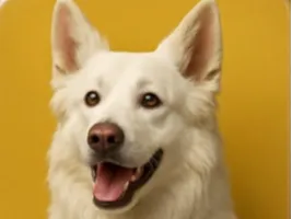 Nakomi le chien