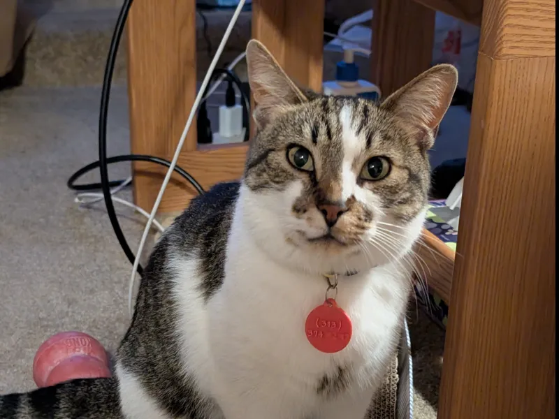 Cat tag