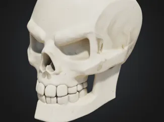 Skull
