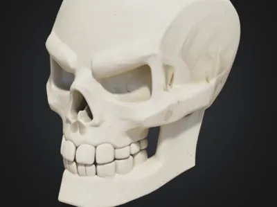 Skull