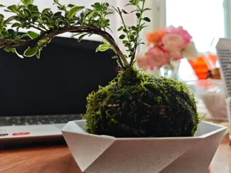 花盆托盘