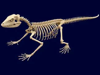 skeleton lizard