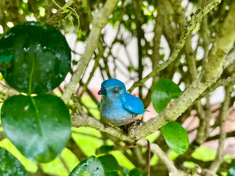 Blue Bird