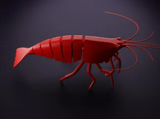 crevettes 