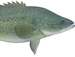 eastern cod