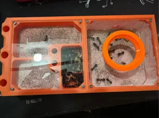 蚁巢