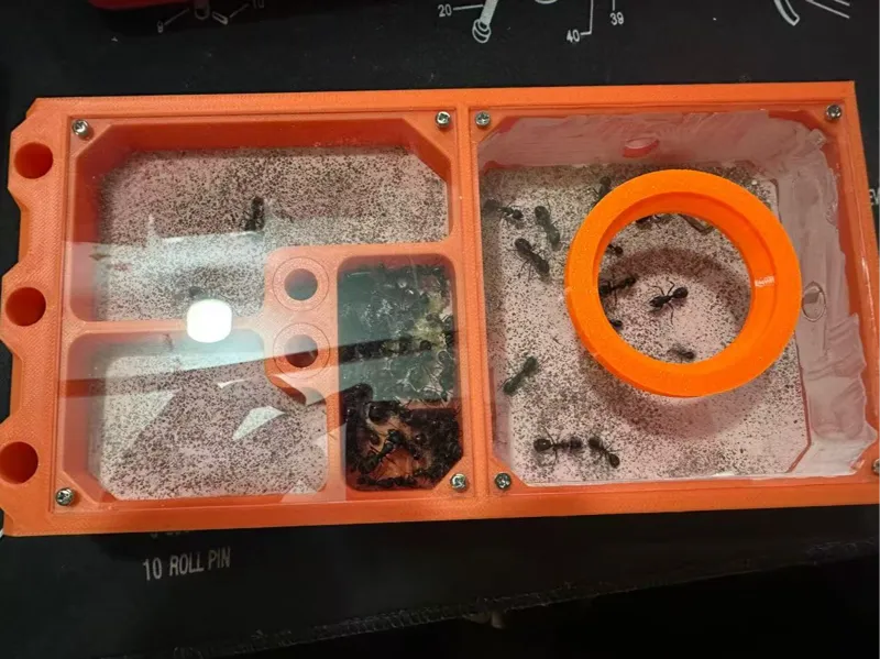 蚁巢