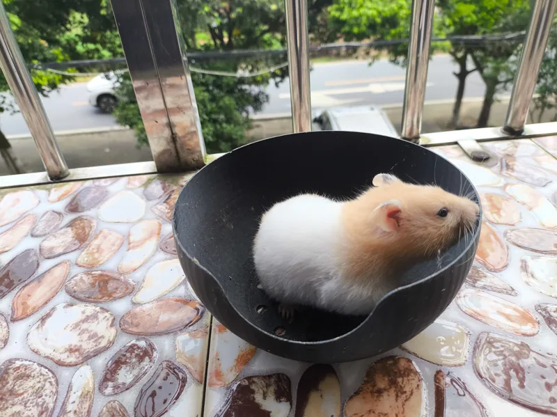 仓鼠窝 简约 易清洁 通风  夏天专用 凉爽