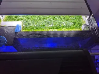 Seachem Tidal 110 - baffle