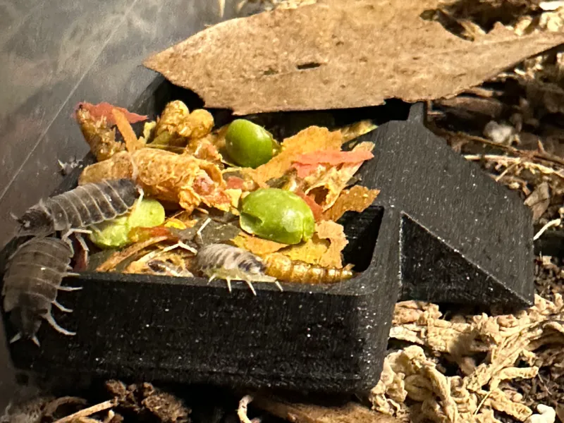 Rectangle Isopod Feeding Dish
