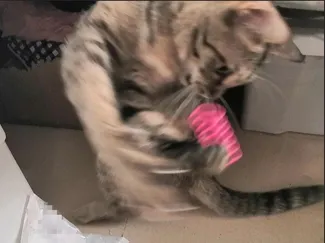 猫咪玩具弹簧 解闷自嗨逗猫神器弹簧猫玩具