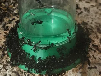 Bird water adaptor for ants