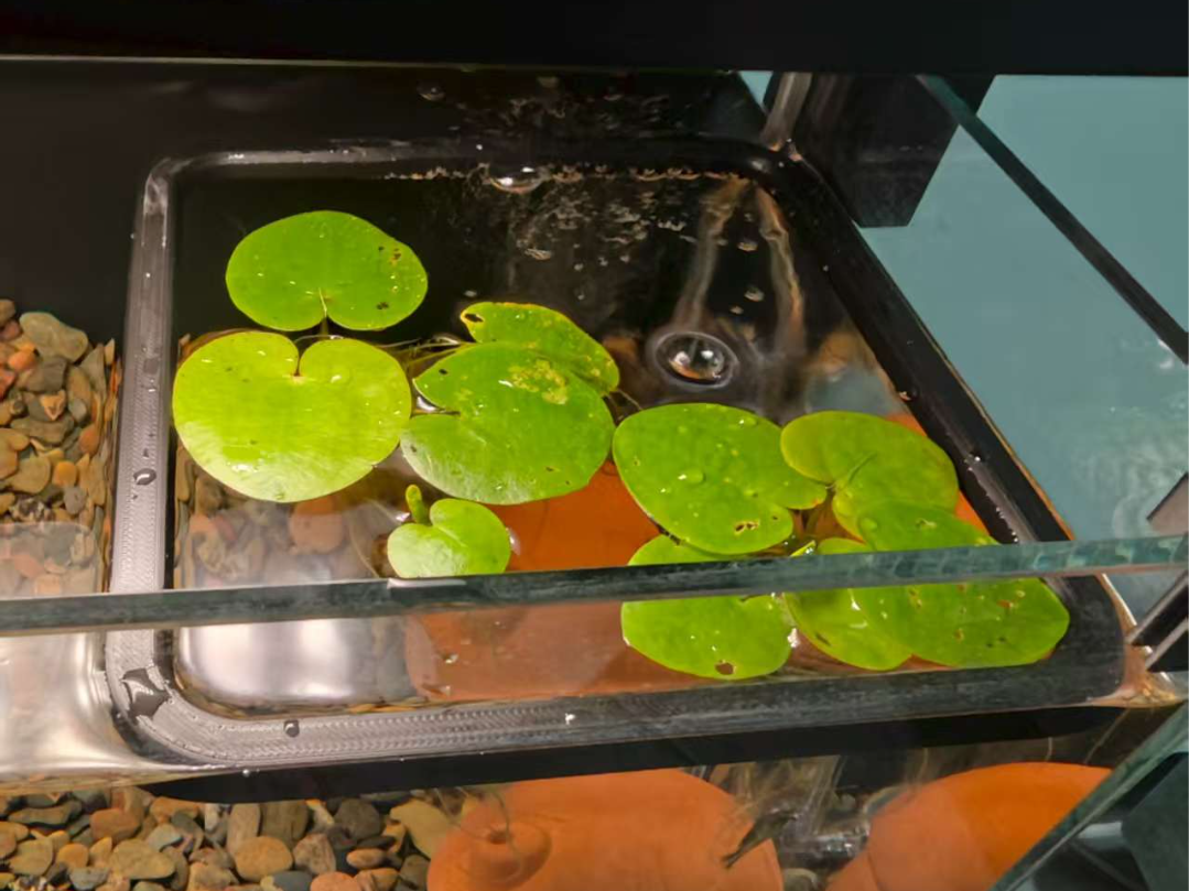 漂浮喂食器