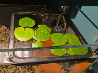 漂浮喂食器