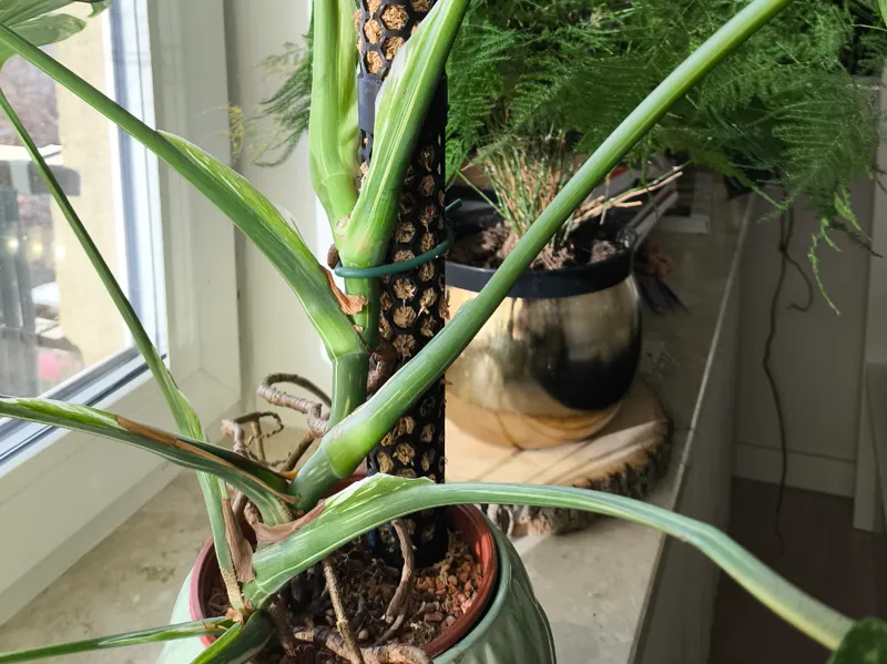 Plant Support Pipe hexagonal