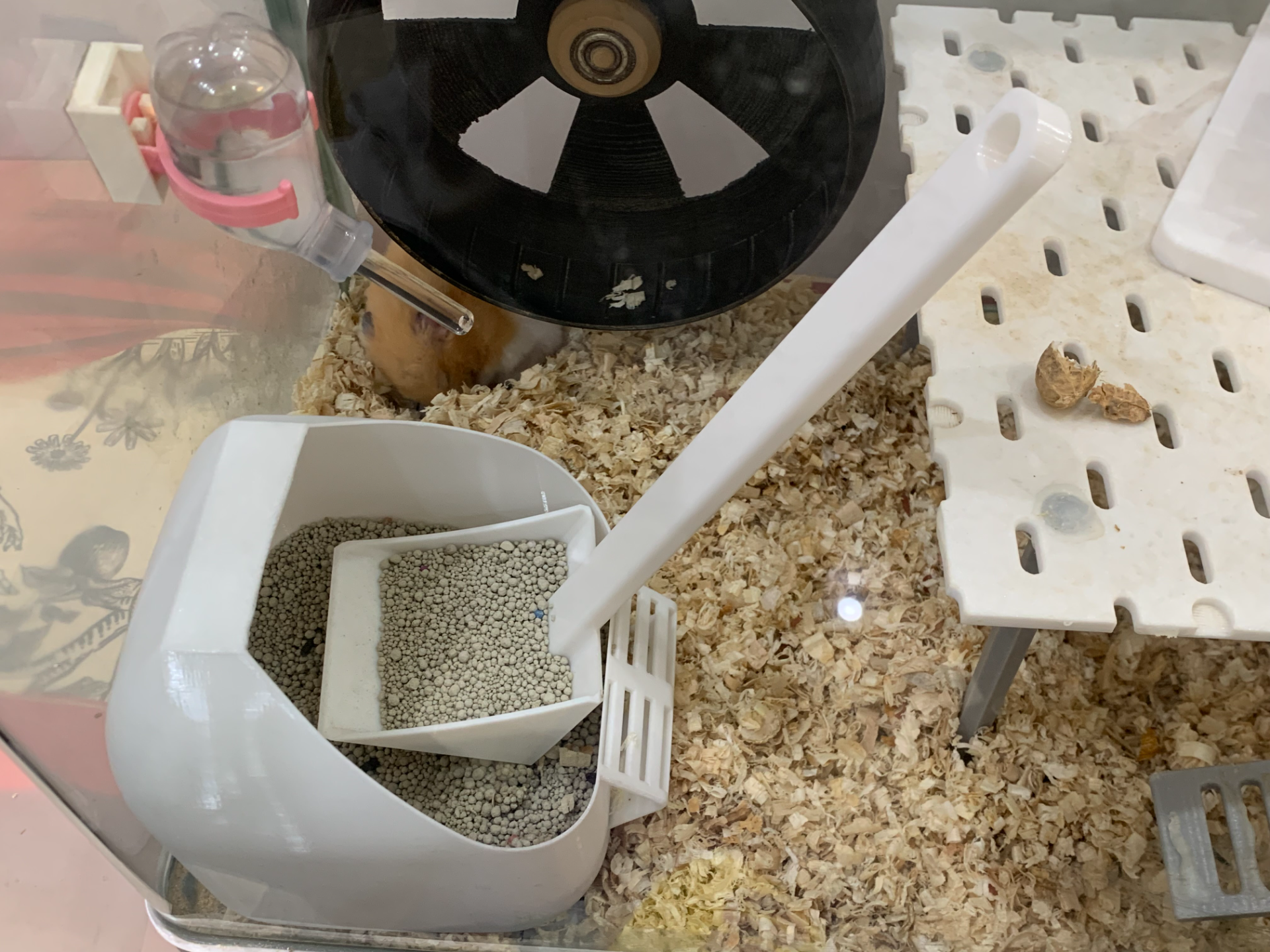 仓鼠浴沙铲