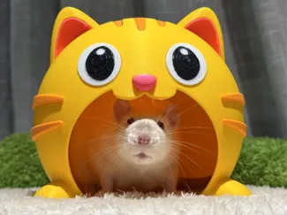 猫的鼠鼠窝