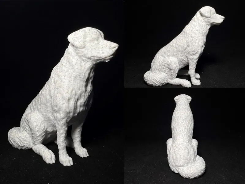 坐姿金毛犬 细腻毛发纹理