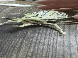 カブトムシ リアルビートルv2