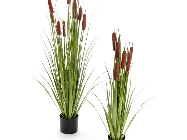 CATTAIL