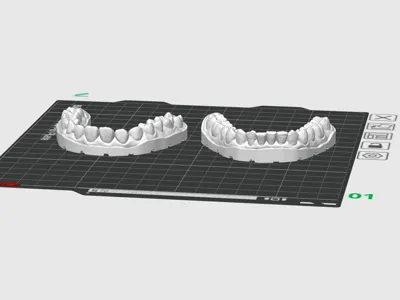 Human Teeth Model