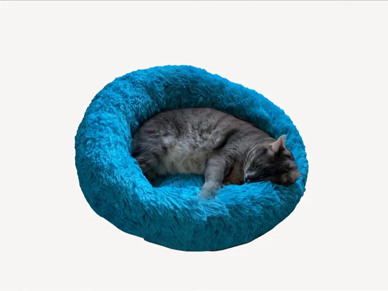 Sleeping Cat