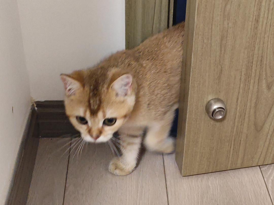 给猫留个门缝