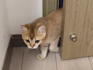 给猫留个门缝
