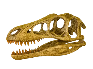 Velociraptor skull - Jurasic Park 