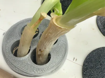 Green onion holder for 1.5" hole (hydroponic)