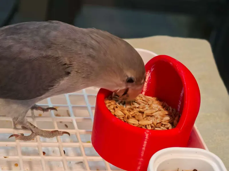 鹦鹉食盒