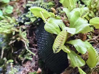 一种小型热带植物定植辅助工具（雨林缸垂直面种植）