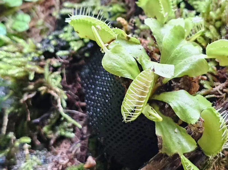 一种小型热带植物定植辅助工具（雨林缸垂直面种植）