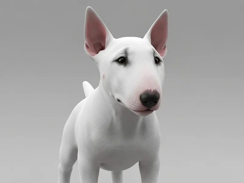 Cute Bull Terrier